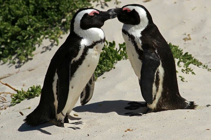 Full Day Cape Peninsula Tour: Chapman's Peak, Cape Point & Boulders Beach photo 2