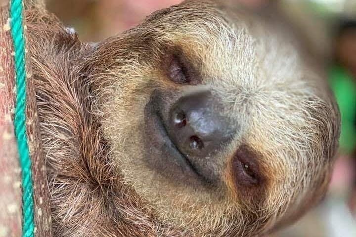 Roatán Monkey & Sloth Tour — Chocolate, Rum and Mini-Rainforest Experience