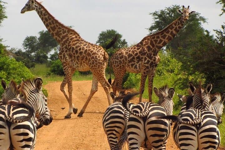 Explore Nairobi: Wildlife, Culture, and Evening Dance Show photo 2
