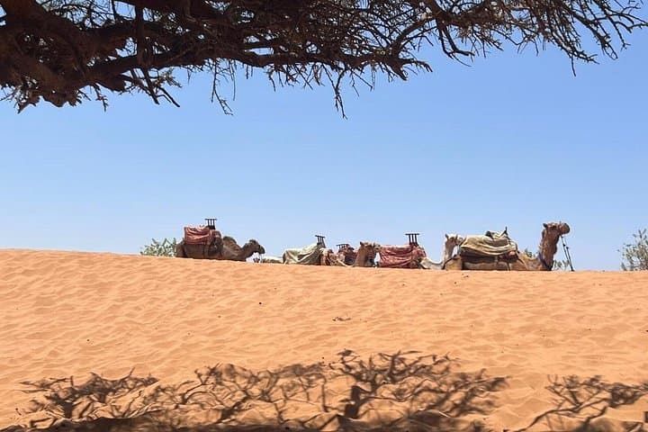 Sahara Edge: Agadir 4x4 Desert Excursion with Berber Lunch and Camel Ride photo 3