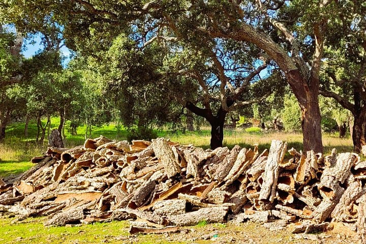 Half-Day Foia Jeep Safari in the Algarve with Medronho Tasting photo 2