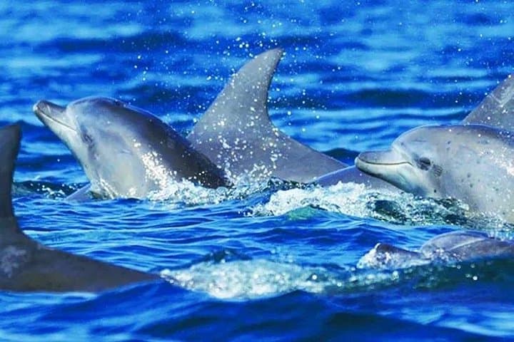 Private Yacht Charter in Estepona: Dolphin-Watching & Swimming Day Trip photo 6