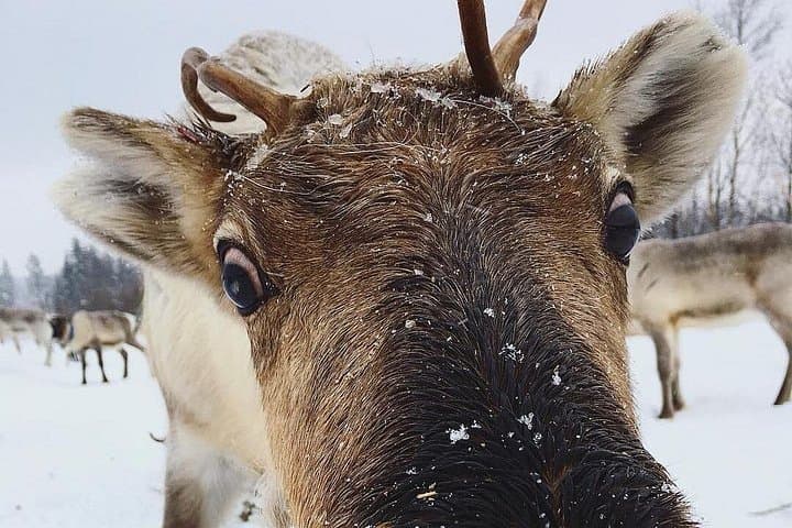 Rovaniemi Reindeer Farm Visit and Quiet Reindeer Walk in Winter Forest photo 1
