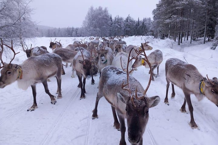 Rovaniemi Reindeer Farm Visit and Quiet Reindeer Walk in Winter Forest photo 3