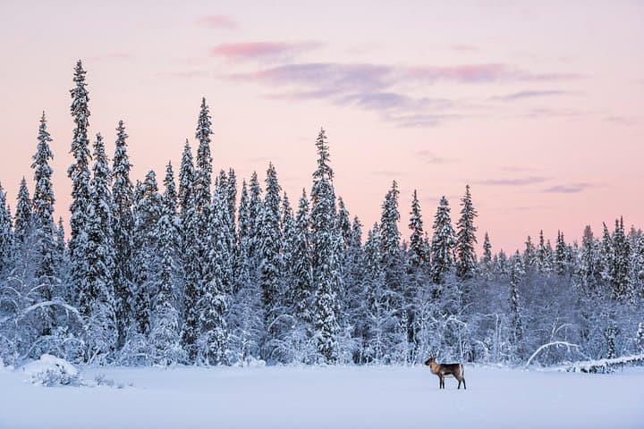 Rovaniemi Reindeer Farm Visit and Quiet Reindeer Walk in Winter Forest photo 4