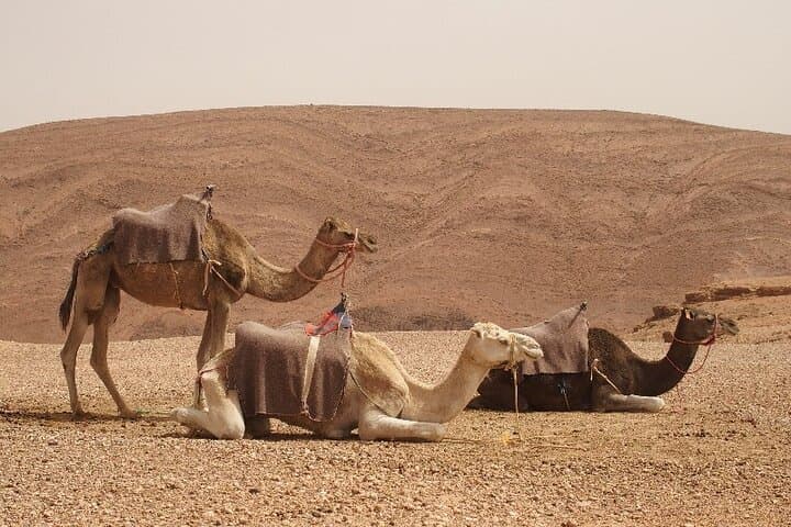 2-Day Marrakech to Zagora Desert Tour — Camel Ride & Overnight Berber Camp photo 6