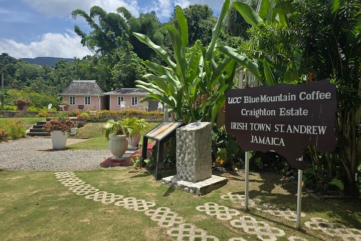Blue Mountain Coffee Hike and Tour at Craighton Estate — Day Hike from Kingston