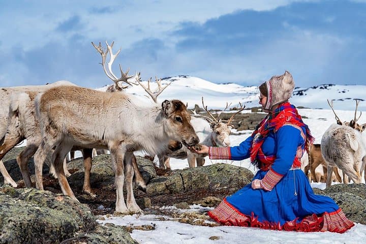 Reindeer Safari and Lavvu Dinner: Indigenous Sámi Herd Experience near Kautokeino