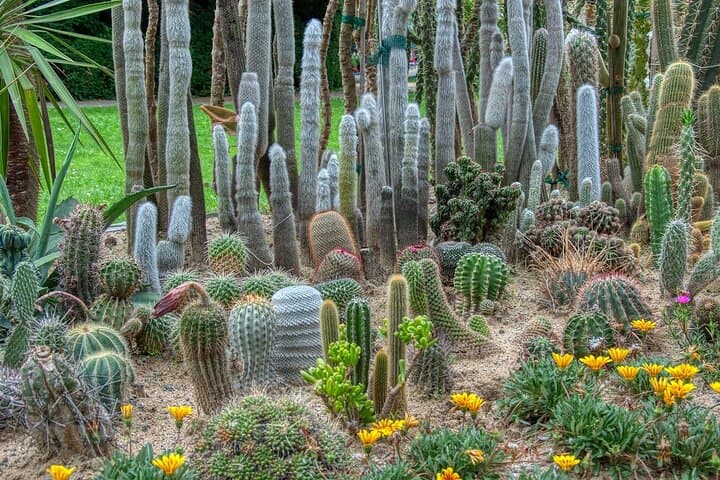 Phoenix Landmarks Tour: Desert Botanical Garden, MIM & South Mountain
