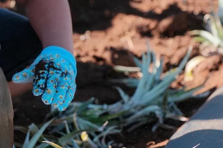 Plant a Pineapple on Maui: Hands-On Farm Tour at Haliʻimaile Pineapple Farm photo 1