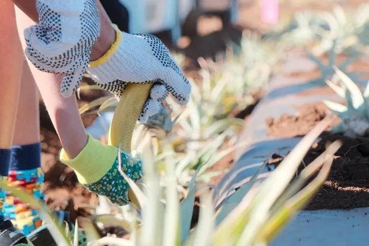 Plant a Pineapple on Maui: Hands-On Farm Tour at Haliʻimaile Pineapple Farm photo 2