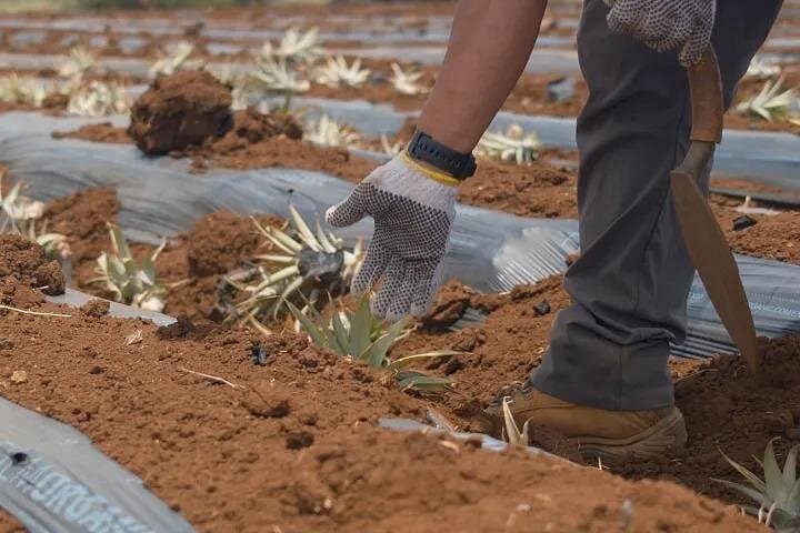 Plant a Pineapple on Maui: Hands-On Farm Tour at Haliʻimaile Pineapple Farm photo 3