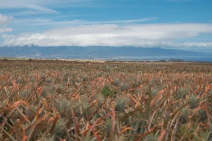 Plant a Pineapple on Maui: Hands-On Farm Tour at Haliʻimaile Pineapple Farm photo 4