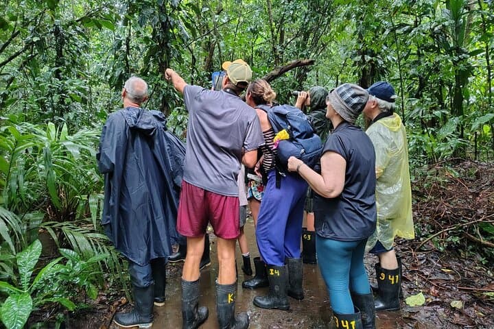 Jaguar Trail Walk — Guided Rainforest Hike in Tortuguero National Park photo 2