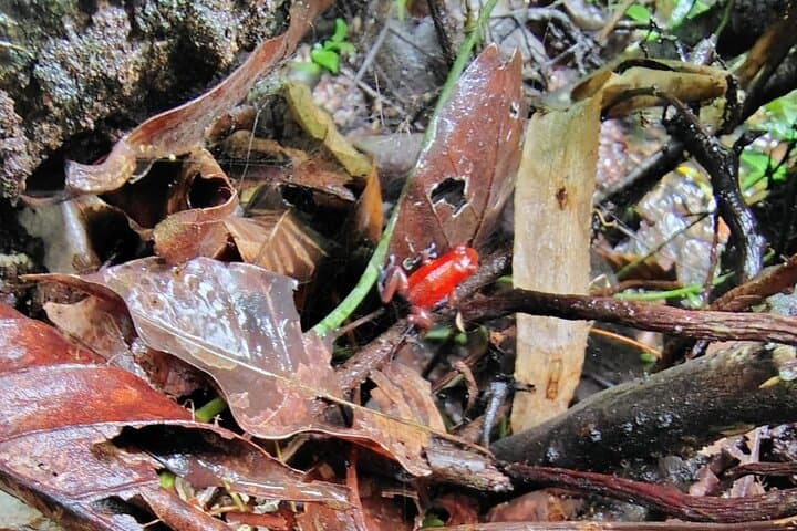 Jaguar Trail Walk — Guided Rainforest Hike in Tortuguero National Park photo 3
