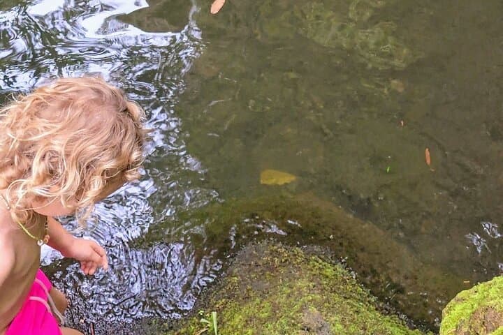 East Big Island Waterfall Hike and Swim — Rainforest Trail to a Pristine Pool photo 6