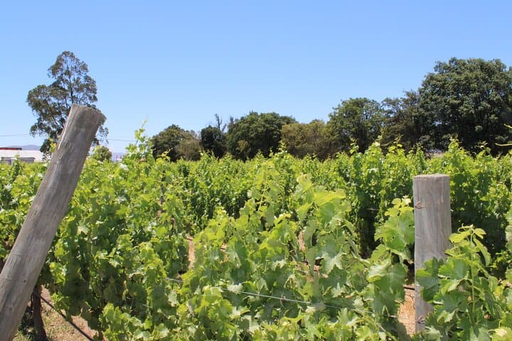 Casablanca Wine Bus Hop-On Hop-Off Tour — Flexible Tasting in Casablanca Valley