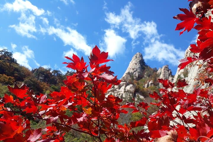 Seorak, Nami & Morning Calm: Full-Day Trip from Seoul to Korea’s Mountain, Island & Garden