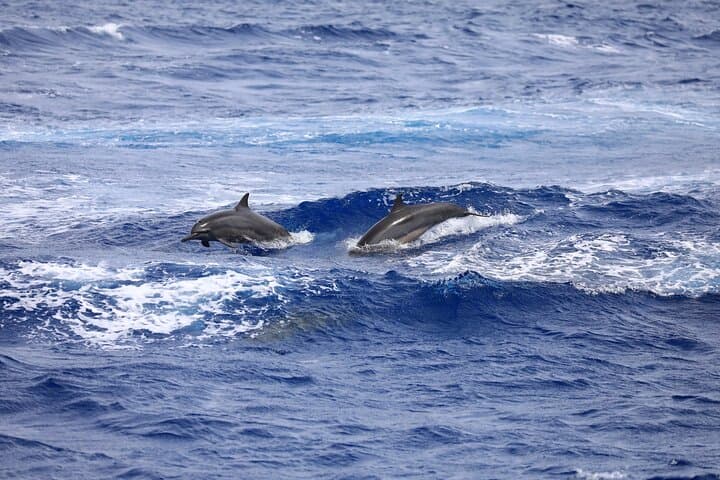 Guam Dolphin Cruise: Snorkel, Fish & Watch Dolphins in Tumon Bay photo 4