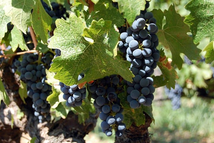 Napa Legacy 6-Hour Luxury Wine Tasting Tour in a Private Vehicle photo 4