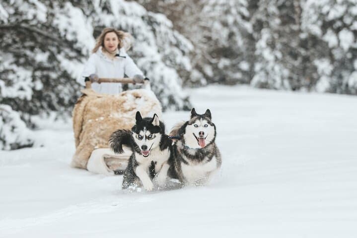 Husky Sprint: 2 km Winter Sled Ride & Farm Visit in Rovaniemi