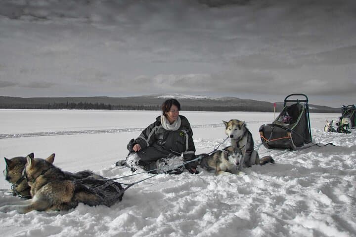 Husky Sprint: 2 km Winter Sled Ride & Farm Visit in Rovaniemi photo 2