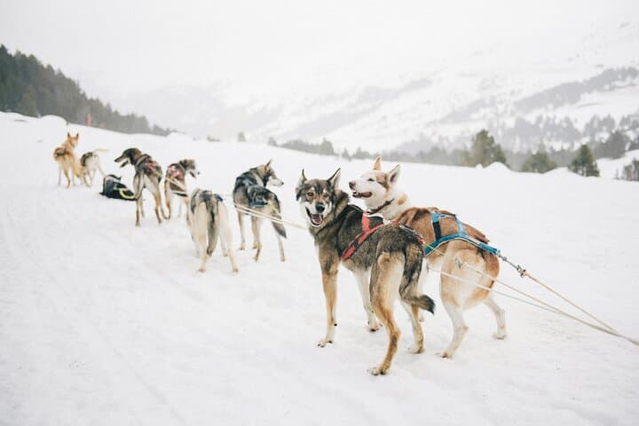 Husky Sprint: 2 km Winter Sled Ride & Farm Visit in Rovaniemi photo 3