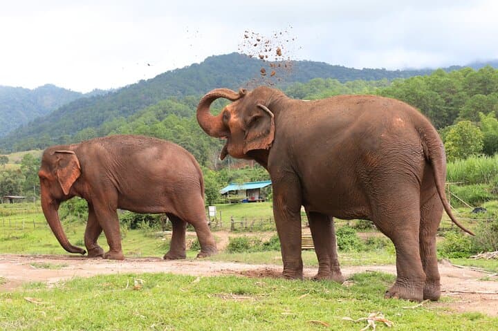 Big Boy Elephant Sanctuary: Ethical Elephant Care & Bamboo Rafting on the Mae Wang River