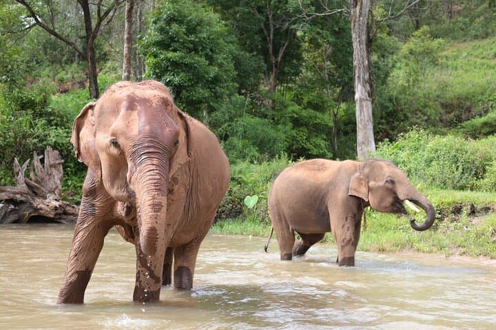 Big Boy Elephant Sanctuary: Ethical Elephant Care & Bamboo Rafting on the Mae Wang River photo 2