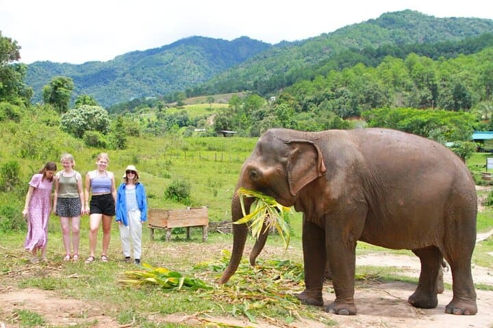 Big Boy Elephant Sanctuary: Ethical Elephant Care & Bamboo Rafting on the Mae Wang River photo 3