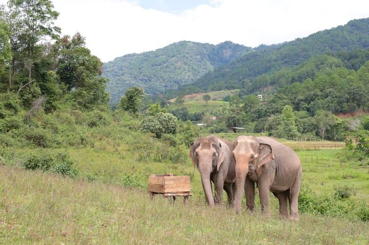 Big Boy Elephant Sanctuary: Ethical Elephant Care & Bamboo Rafting on the Mae Wang River photo 5