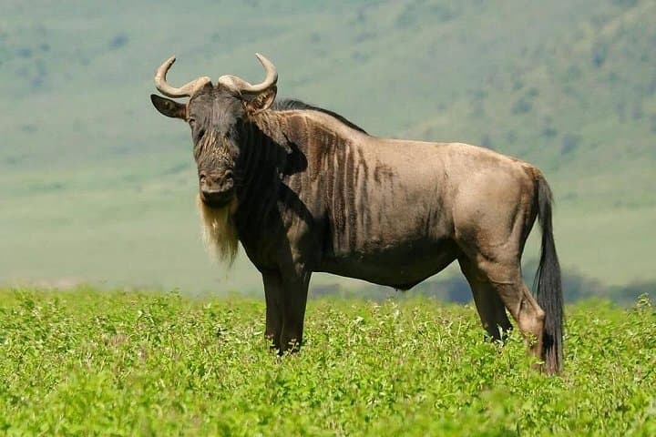 4-Day Serengeti and Ngorongoro Crater Camping Safari from Arusha photo 2