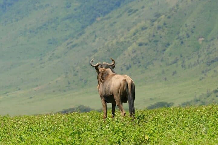 3-Day Tarangire, Ngorongoro & Lake Manyara Safari from Zanzibar photo 4