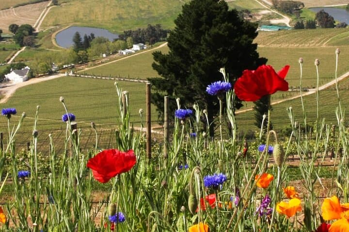 Cape Winelands Private Tour: Stellenbosch & Franschhoek Wine Tasting photo 4