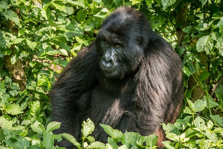 Eye-to-Eye with Mountain Gorillas: Volcanoes National Park Day Trek from Kigali