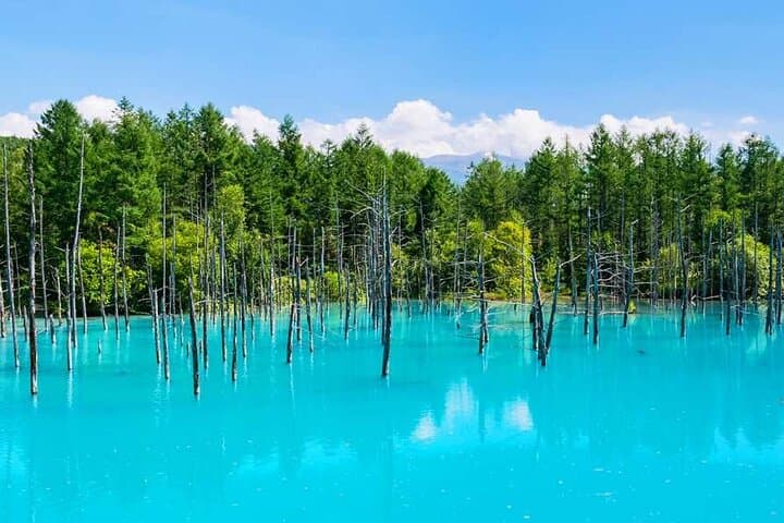 Hokkaido Flowers & Blue Pond Day Tour: Biei and Furano Flower Fields from Sapporo photo 2