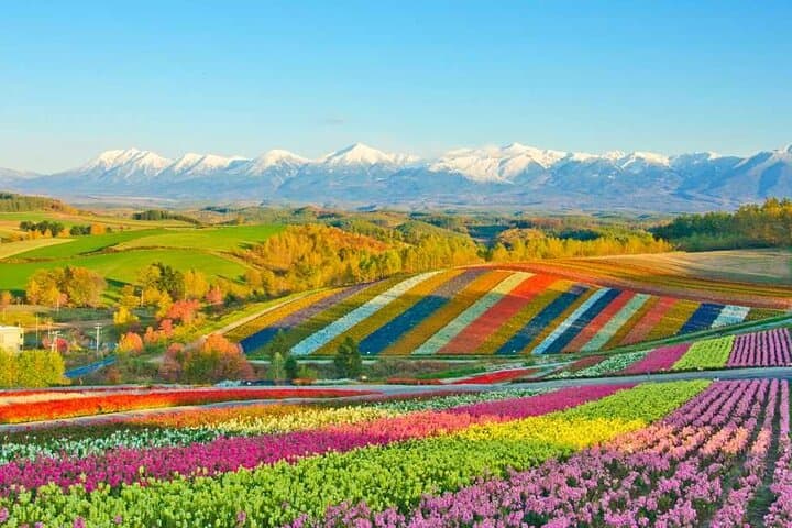 Hokkaido Flowers & Blue Pond Day Tour: Biei and Furano Flower Fields from Sapporo photo 3