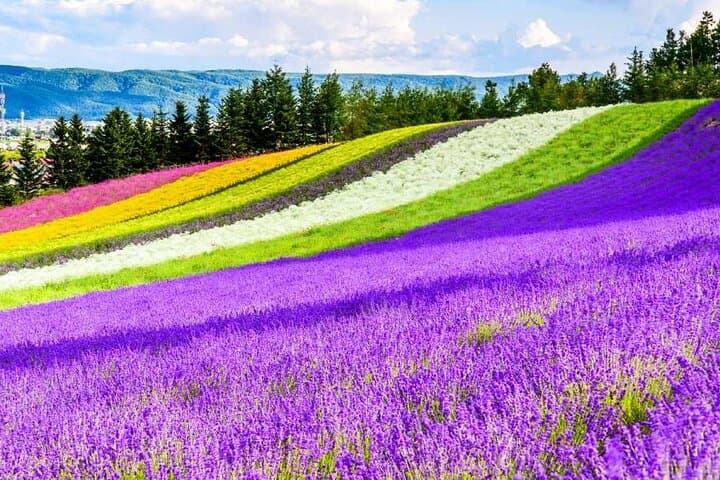 Hokkaido Flowers & Blue Pond Day Tour: Biei and Furano Flower Fields from Sapporo photo 4