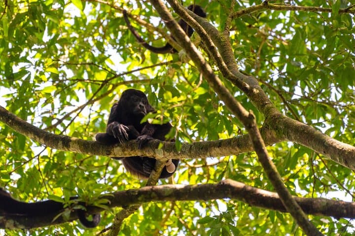 Peñas Blancas River Safari Float: La Fortuna Wildlife River Tour photo 6