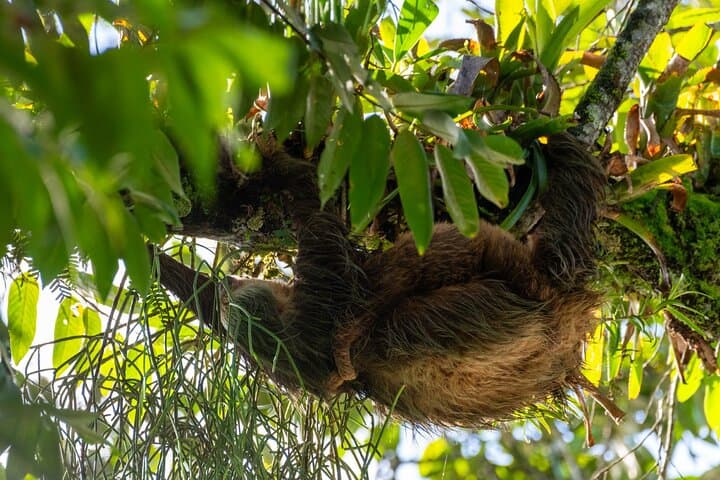 Peñas Blancas River Safari Float: La Fortuna Wildlife River Tour photo 2