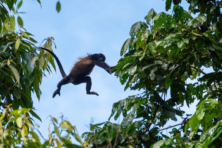 Peñas Blancas River Safari Float: La Fortuna Wildlife River Tour photo 4