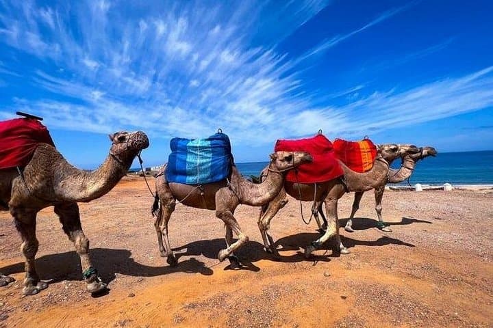 Tangier Private Full-Day Tour with Camel Ride: Medina, Cap Spartel & Caves photo 2