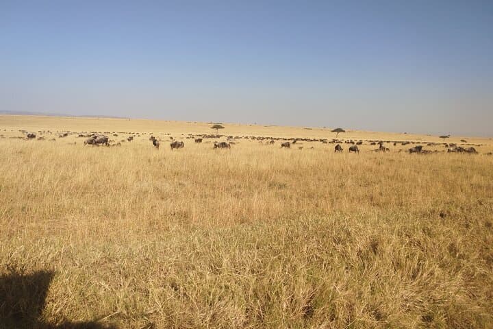 3-Day Maasai Mara Shared Safari from Nairobi — Big Five, Migration & Maasai Culture photo 5