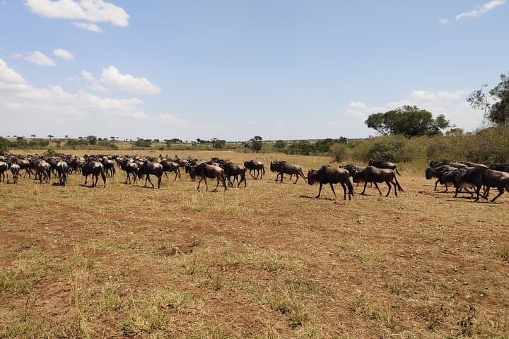 3-Day Maasai Mara Shared Safari from Nairobi — Big Five, Migration & Maasai Culture photo 6