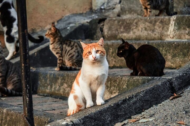 Private Princes' Islands Tour to Buyukada — Day Trip from Istanbul photo 2