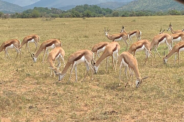 3-Day Panorama Route & Kruger National Park Safari: Blyde River Canyon to Big Five photo 1
