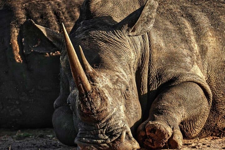 Guided Rhino Trek and Bush Safari in Mosi-oa-Tunya National Park photo 3