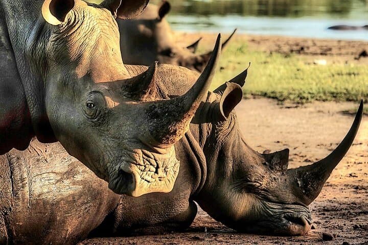 Guided Rhino Trek and Bush Safari in Mosi-oa-Tunya National Park