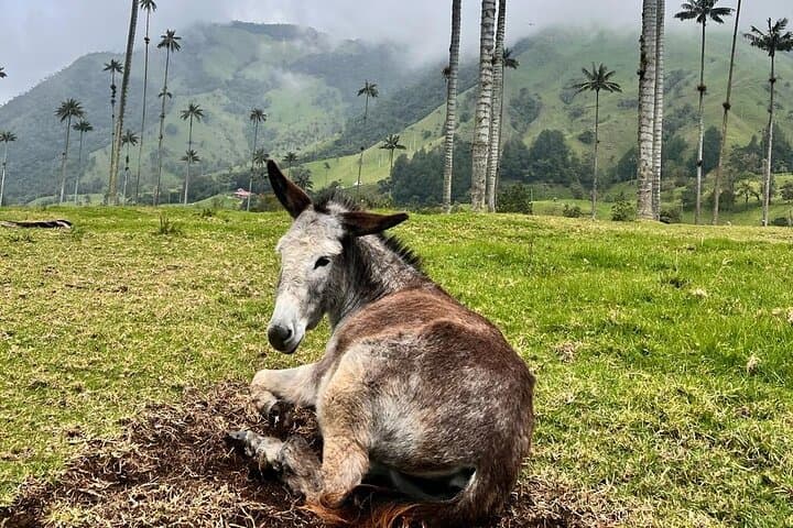 Salento & Cocora Valley Day Tour: Coffee Farm, Filandia Views, Wax Palm Hike photo 4