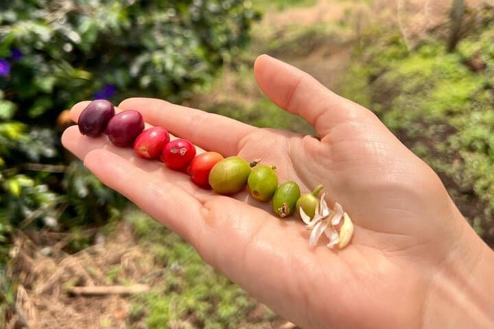 Salento & Cocora Valley Day Tour: Coffee Farm, Filandia Views, Wax Palm Hike photo 6